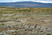 La marche des pinguins en groupe se poursuit, ils étaient beaucoup trop cutes!