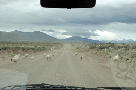 Trafic de moutons