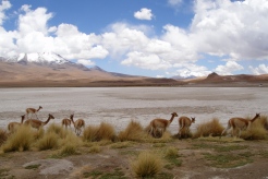 Avec notre troupeau de lamas!